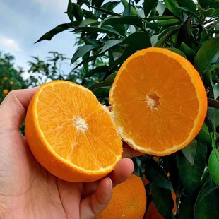 Newhall Navel Orange Seedlings Grafted Orange Saplings Planted in the South and North Fruit Trees and Fruit Seedlings That Bear Fruit in the Same Year
