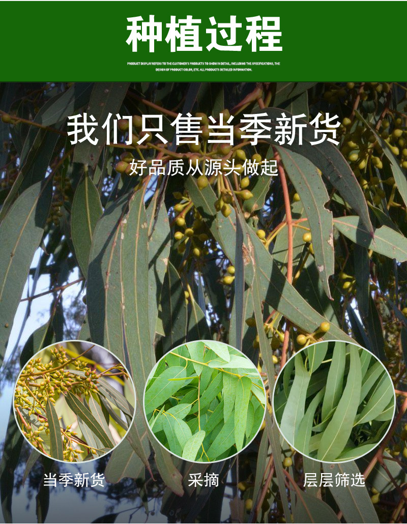 Eucalyptus Leaves (Eucalyptus globulus) — Dried Blue Gum Leaf for Sachets & Herbal Blends preparation