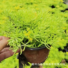 佛甲草批发金叶佛甲草绿叶佛甲草黄金条地被造景杯盆栽宿根花卉