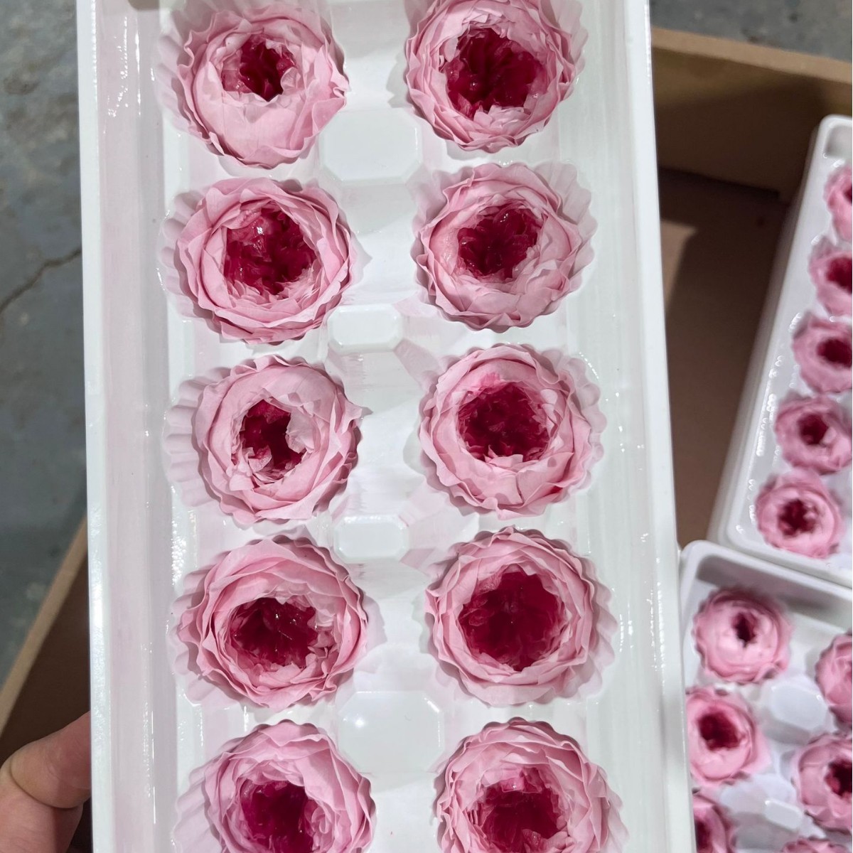 Grado A 3 - 4 cm de polvo con 10 flores de melocotón / caja