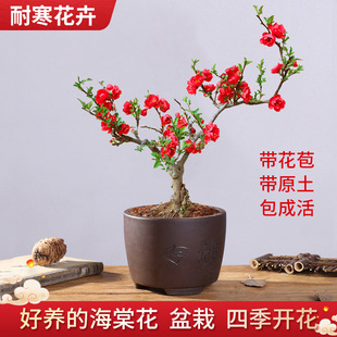 ���Ļ������ļ��_���ձ�ԭ���L�۹ژ��绨��ֲ���҃��辰�ͺ��Ϙ�