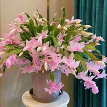 【带花苞】蟹爪兰多色盆栽四季家养花卉办公桌面阳台庭院多肉绿植