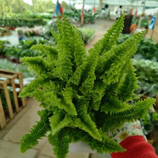 Marshmallow Fern Lace Fern Fern Plant Cold-Resistant Flower Mirror Plant