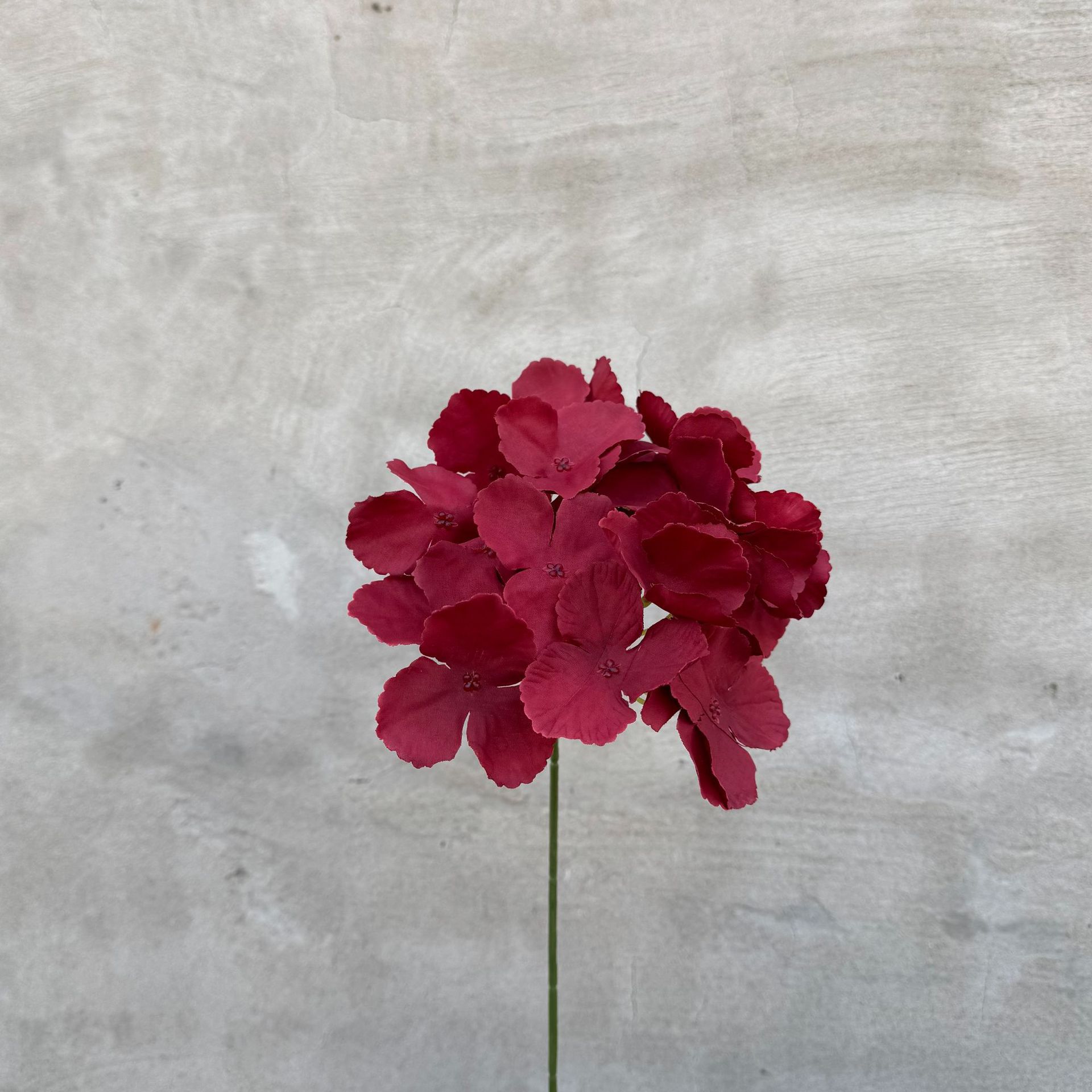 Single hydrangea - burgundy