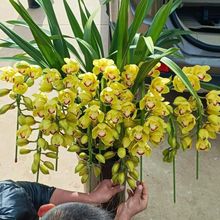 春节年宵花大花蕙兰带花苞兰花岁月室内客厅花卉绿植盆栽