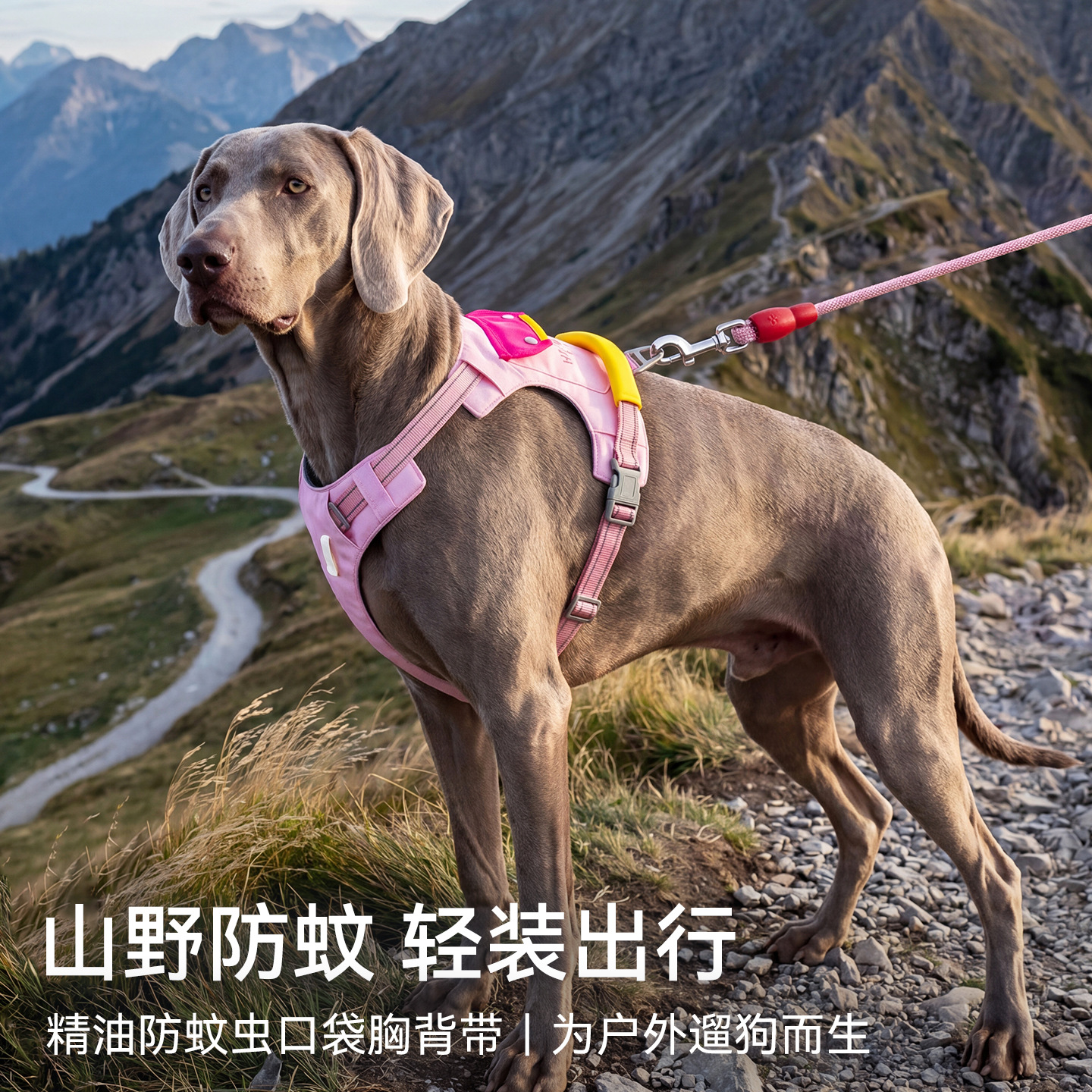 Pet al aire libre cinturón de pecho conjunto de cuerda de tracción perros y gatos de tamaño medio para caminar cuerda de aceite esencial comercio exterior