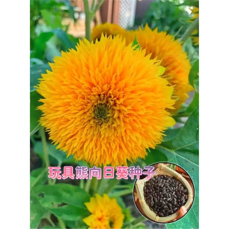 Semillas de girasol, semillas de flores de cuatro estaciones, jardín interior y exterior, balcón para ver semillas de flores ornamentales