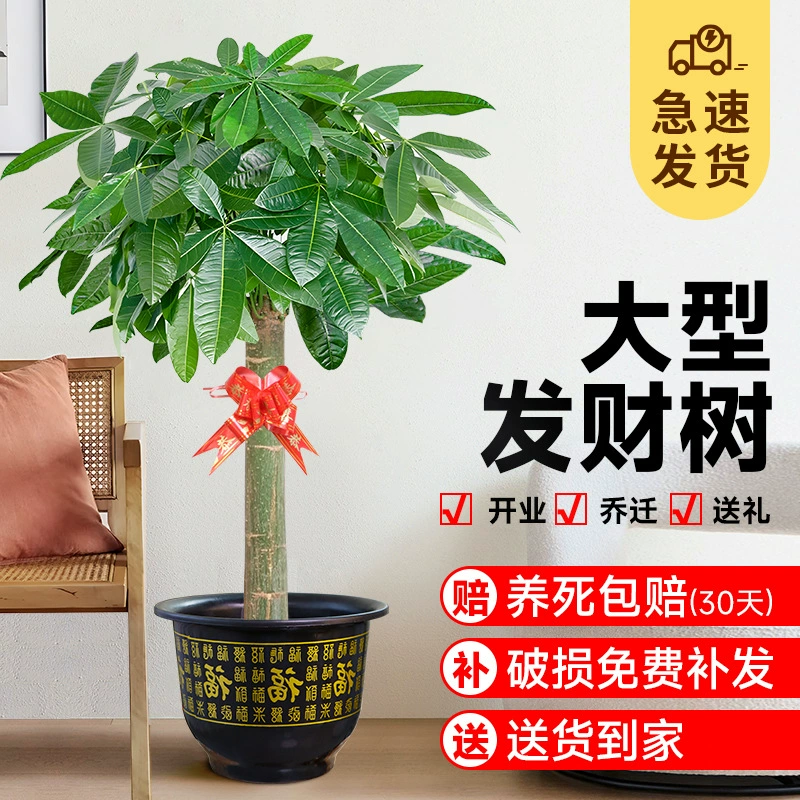 Денежное дерево в горшке для гостиной, большое комнатное зеленое растение, дерево процветания, пошаговое растение для офиса, новоселья и открытия выставки.