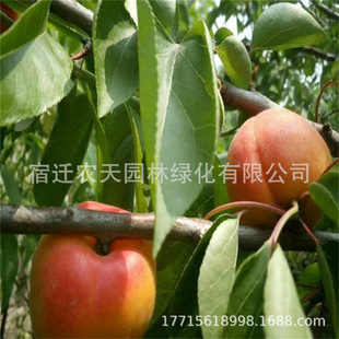 �ټt�Ӻ��m�����Ә������Ә�����ͥԺ�Ϸ������ش�����Ʒ�N�Ә�