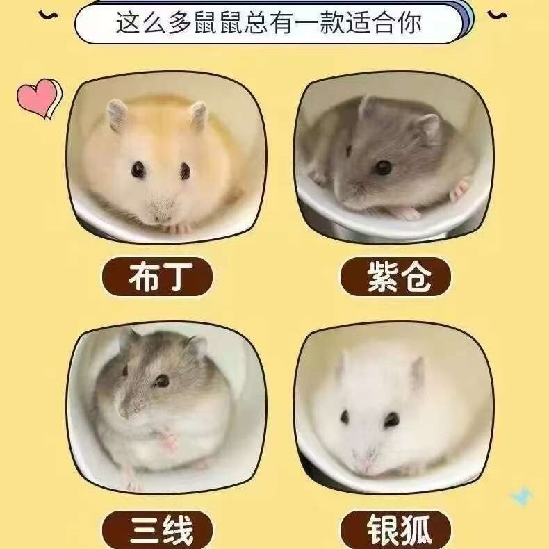 Small Domestic Pet Hamsters (Purple, Silver, Golden) Do Not Require Purebred Strains; Live Hamsters for Domestic Use, Vaccinated