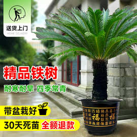 铁树盆栽公母一对大型龙铁树绿植老桩盆景客厅室内大门口工程绿化
