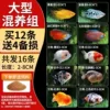 【Large Mixed Breeding Group】Buy 12 and get 4 for free