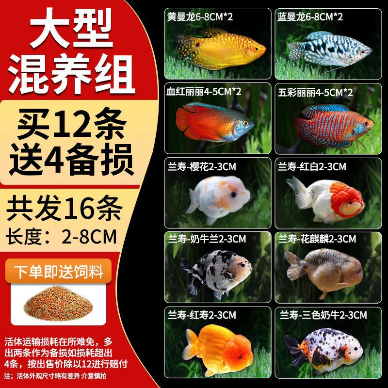 Саженцы холодноводной рыбы Yulan Shoujian, живая рыба, мелкая пресноводная, хорошее кормление, живая рыба Lili, Manlonfish
