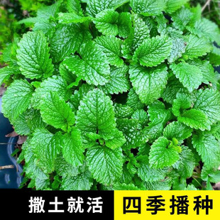 ��ʳ�ñ��ɷN�����m�㙎����؈�����ļ����N�҃��̨���Ի��N����