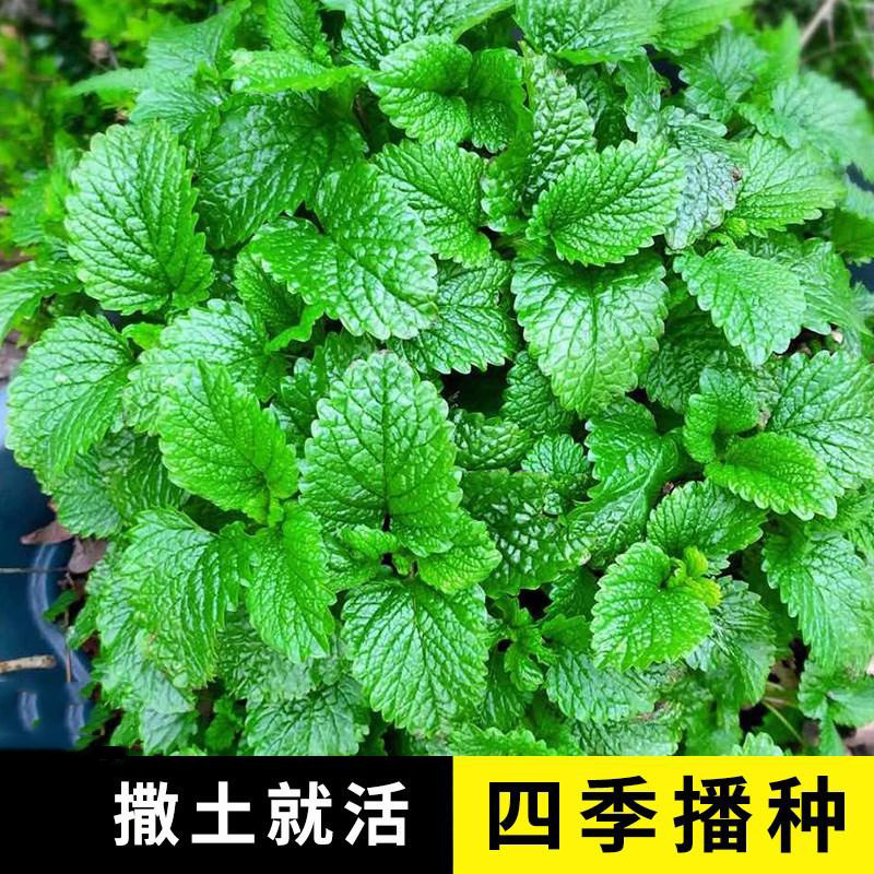 可食用薄荷种子留兰香柠檬苗猫薄荷四季播种室内阳台盆栽花种籽子