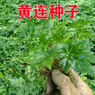 ��ș���S�B�N������ϡ���uצ���в�ș�S�B���N��ͥԺ���ԾGֲ�辰