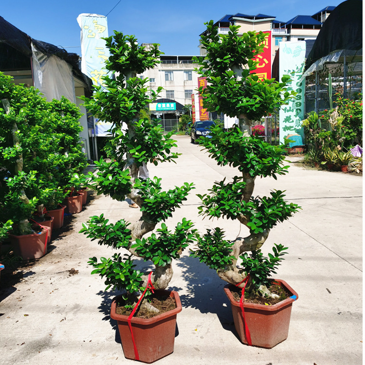 Money Banyan Small Leaf Banyan Tree S Shape Banyan Tree Bonsai Potted Green Plant Outdoor Courtyard Balcony Stem Plant Wholesale