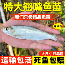 四川特大翘嘴鱼苗米级翘壳红鲌大白刁好养不死本地冷淡水养殖活鱼