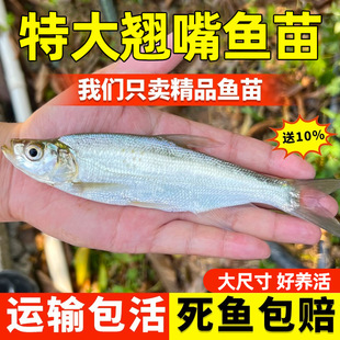 �Ĵ��ش��N���~���׼��N���t�N��׵���B���������䵭ˮ�Bֳ���~