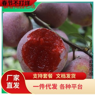 һ�����l�{����÷�������ϱ����������ԷNֲ�޽���÷�{�����Ә���