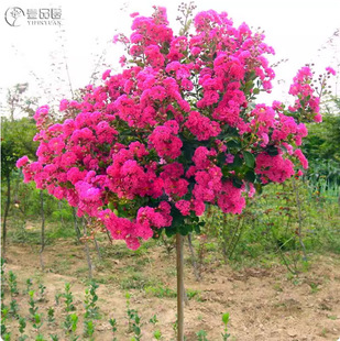 �������l�G����ޱ����t����ޱ����ռt����t�����ޱ��������ޱ