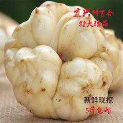 宜興百合は新鮮です。今は宜興li陽竹海の特産品の効果を掘って新鮮な百合を食べて郵送します。