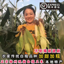 10斤梅州农家甜白糯玉米甜嫩糯新鲜现摘当季水果玉米孕妇非转基因