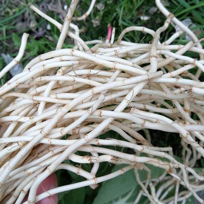 鱼腥草新鲜嫩根现挖侧耳折耳根茶野生节节根鱼星草独立站代发跨境