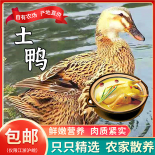 ����r��ɢ�B������ֻ�����������r����F���F�l���ý��