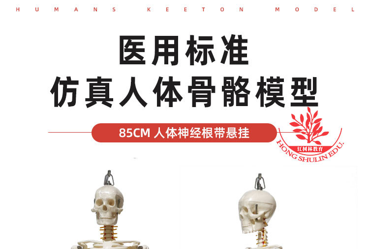1 85cm悬挂版骨骼模型.jpg