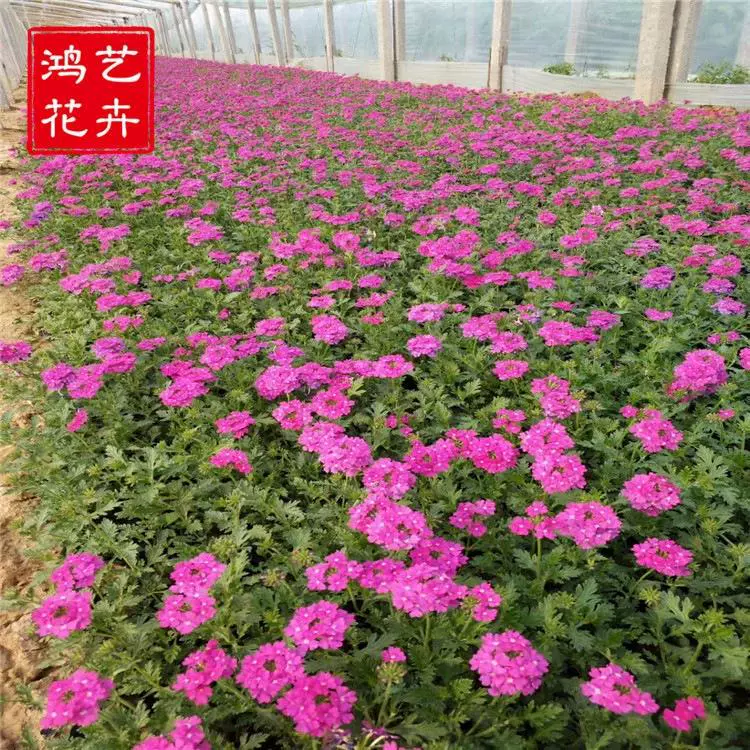 Ландшафтный инженерный кубок Мяо Красавица Сакура Оптовая