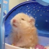 【Best Curly】Rice Bear