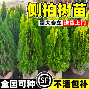 �Ȱؘ���ͥԺ�е��L�����@�ֹ������������ļ�����G���ͺ��ɰ�