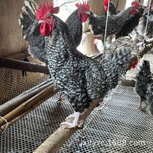 芦花鸡养殖场批发能下蛋的黑羽芦花鸡母鸡苗脱温半斤鸡苗活体鸡蛋