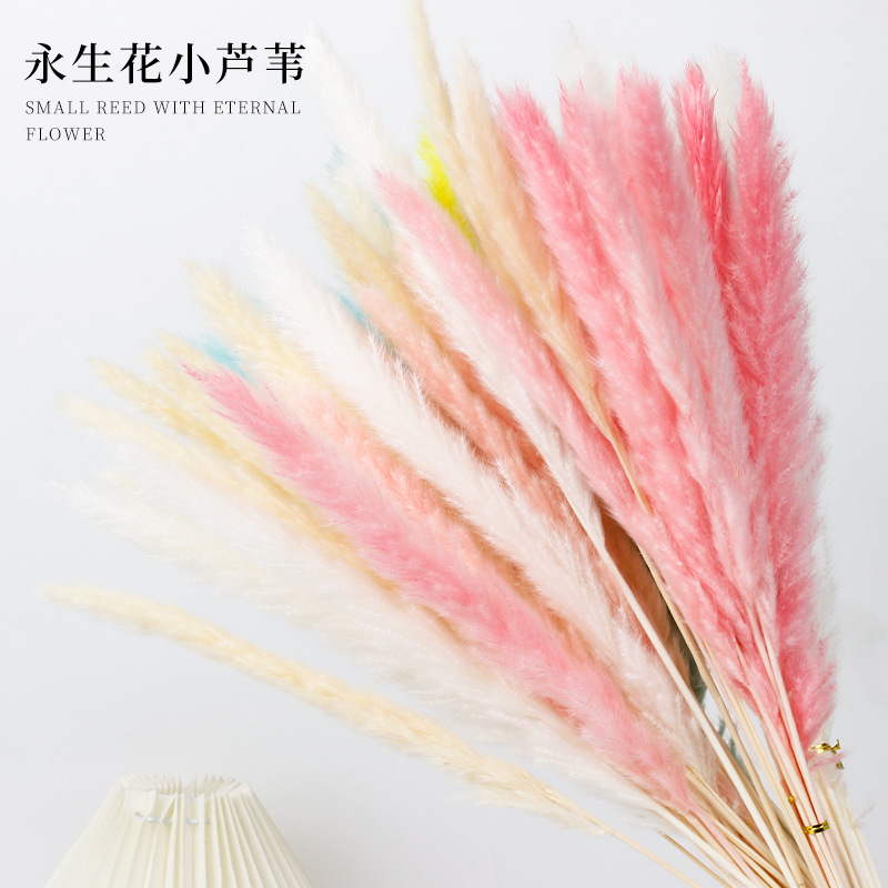 昌易批发 天然干花芦苇装饰真花小拂尘客厅摄影婚庆布置花艺材料