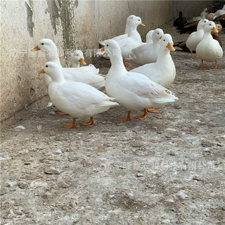 柯尔鸭活体价格 哪里出售柯尔鸭活体 柯尔鸭萌宠观赏鸭养殖基地