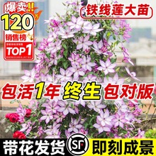 ���а��F��ɏ���玧�����̨����ֲ�������ͥԺ�ͺ��ļ��Gֲ�y��
