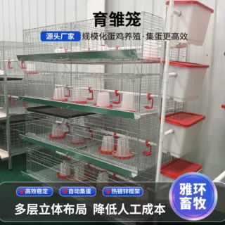 定制小鸡笼子加粗多层养鸡笼养鸽笼子养鸡设备带笼头批发育雏鸡笼