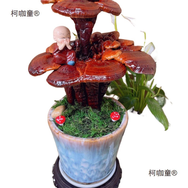 活灵芝盆栽真灵芝盆景观赏摆件可食用大灵芝菌包室内多肉绿麦太保-阿里巴巴