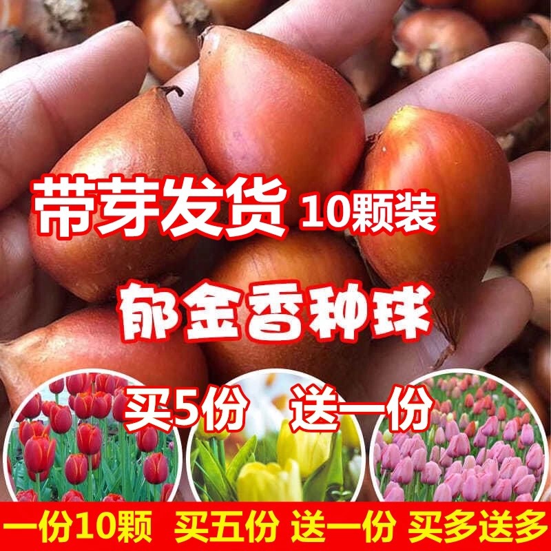 10颗郁金香种球土培盆栽庭院水培荷兰进口重瓣大球土养阳台花种子