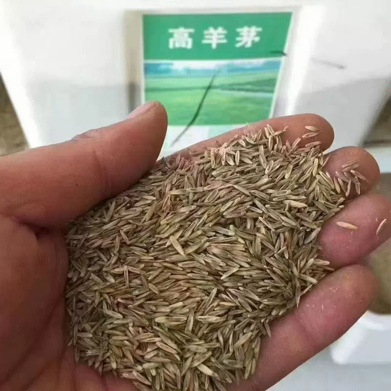 Семена травы, семена газонов, семена травы для защиты склонов, семена четырехсезонной вечнозеленой зеленой травы, семена травы для защиты склонов, оптовые продажи морозостойких семян травы.