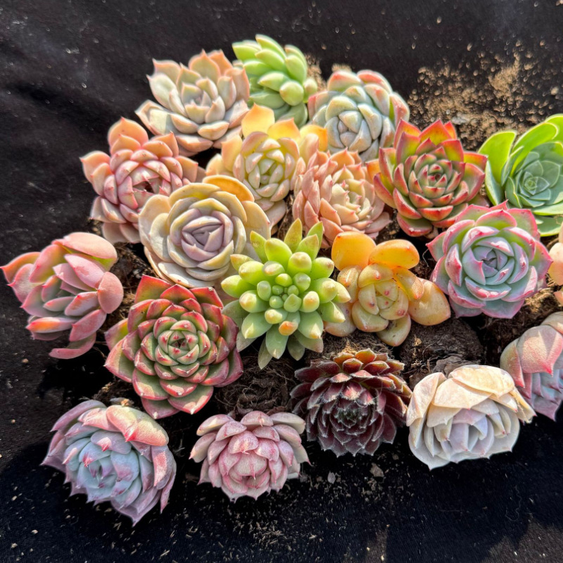 多肉植物批发大多肉盆栽花卉肉肉带盆组合生石花玉露基地自产自销