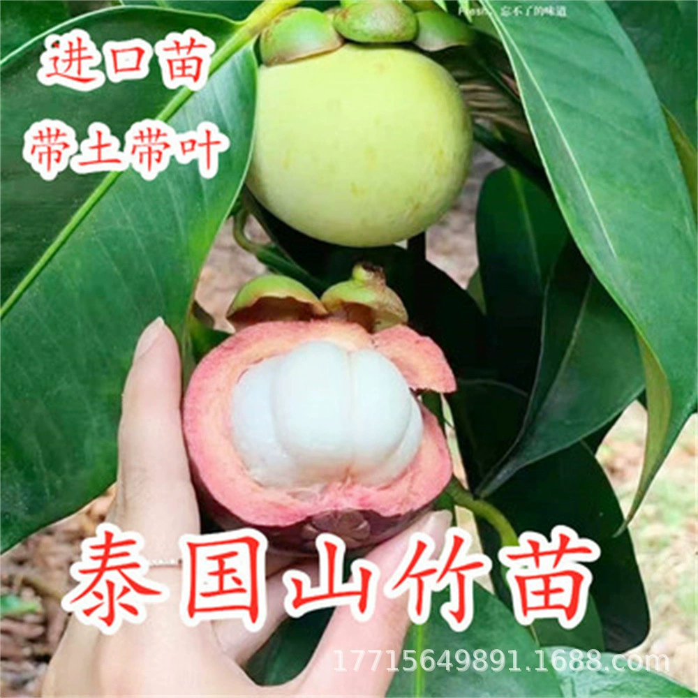 Саженцы мангостана, золотистые мангостаны, выращенные методом прививки из Южной Китайской провинции, подходят для посадки в северных и южных регионах, для балконов, дворов, в горшках и для ландшафтного дизайна садов.