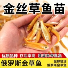 金草鱼苗淡水养殖食用冷水金丝皖红黄金丝草鱼俄罗斯金草鱼苗