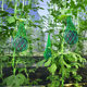Watermelon pumpkin Hami melon hanging melon planting hanging protection net bag supermarket special watermelon bag net