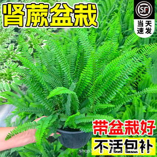 �Iާ����ާ�ֲ���҃��B�����F�ʺ�ާ�G����ꎻ��R�Gֲ���ļ�����