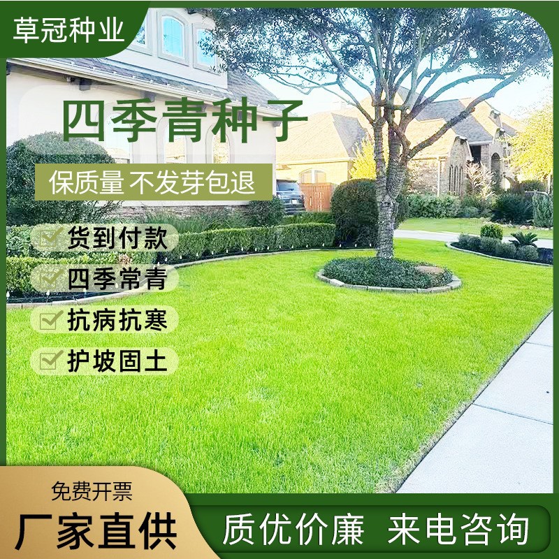 草坪种子护坡草籽黑麦草高羊茅矮生四季青百慕大地毯草耐旱狗牙根