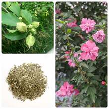 ľ�ȷN�Ӽt��ľ�ȷN��ľ�޷N���G�l�N�ӳ��_ĺ�仨���Ȼ��N��