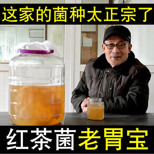 Authentic Black Tea Bacteria Strains, Traditional Old Stomach Treasure, Gastrointestinal Conditioning, Kombucha, Sea Treasure Strains, Vinegar Moths, Sea Treasure Bacteria Strains