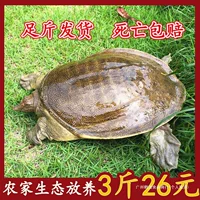 鲜活生态甲鱼批发_1688产地直供